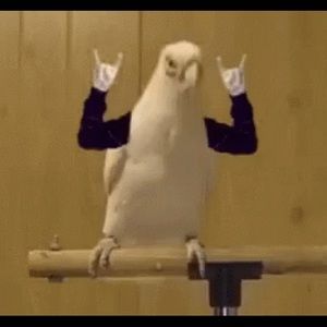 Meet your Posher, Raul